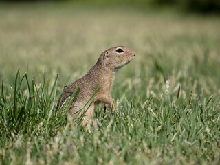 European ground squirrel or souslik, Spermophilus citellus
