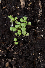 Early basil seedlings. Cotyledon leaves. Close-up photograph.