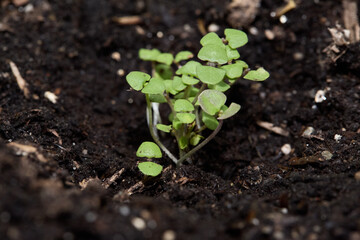Early basil seedlings. Cotyledon leaves. Close-up photograph.