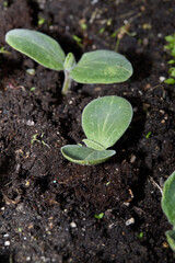 Cotyledon leaves of early butternut squash seedlings. 