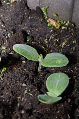 Cotyledon leaves of early butternut squash seedlings. 