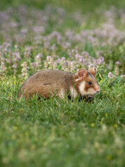 European hamster, Cricetus cricetus