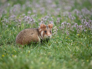 European hamster, Cricetus cricetus