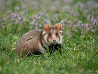 European hamster, Cricetus cricetus