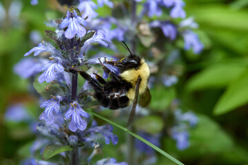 Large bumblebee on blue summer flowers.