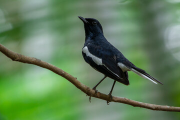 Oriental Magpie Robin