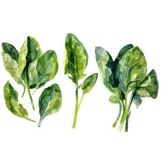 Obraz premium Set Spinach on a white background watercolor hand drawing 