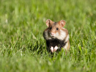 European hamster, Cricetus cricetus