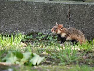European hamster, Cricetus cricetus