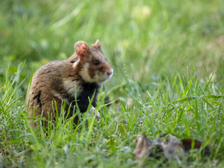 European hamster, Cricetus cricetus