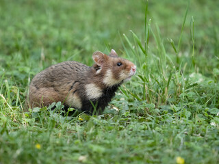 European hamster, Cricetus cricetus
