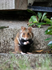 European hamster, Cricetus cricetus