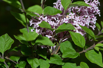 Lilac flower blossom. Blooming plant. 