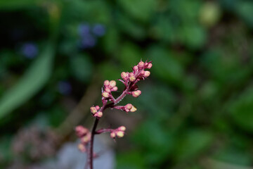 Coral bell flowers. Fresh prink blossoms on a thin stalk.