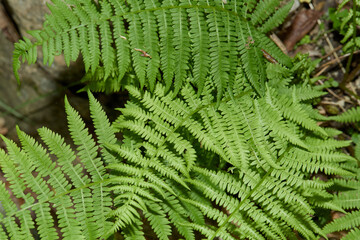 Rich green fern leaves. Summer foliage. 