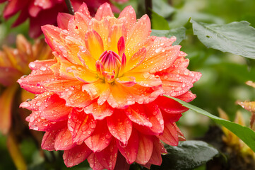 Dew-Kissed radiance: A vibrant Dahlia in bloom