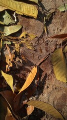 Dry leaves are placed in fertile soil suitable for cultivation