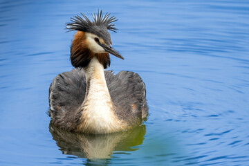 Haubentaucher in Felsberger Seen