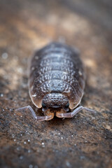 Close-up of a common woodlouse (Oniscus asellus), Belgium
