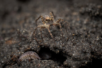 Wolf spider (Pardosa spp.) on the ground, Belgium