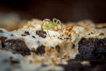 Close-up of a green crab spider (Diaea dorsata), Belgium