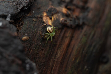 Green crab spider (Diaea dorsata) on wood, Belgium