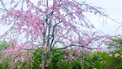 しだれ桜の里 大分県 竹田市