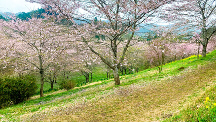 しだれ桜の里 大分県 竹田市