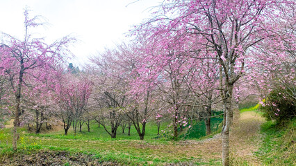 しだれ桜の里 大分県 竹田市