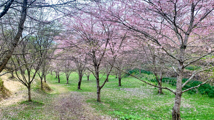 しだれ桜の里 大分県 竹田市