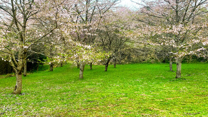 Fototapeta premium しだれ桜の里 大分県 竹田市