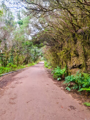 A path with trees on the side of a dirt road