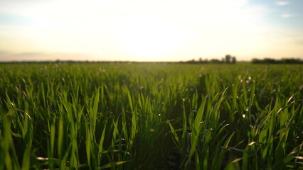 Agriculture. green wheat sprouts field at sunset sway in the wind. agriculture business farm...