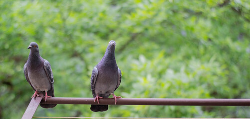 A pair of pigeons on the background of trees