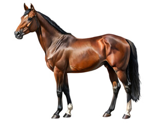 Thoroughbred Horse Front View Illustration, Bay Color, Isolated on White Background, Ideal for Equestrian and Nature Design Projects	