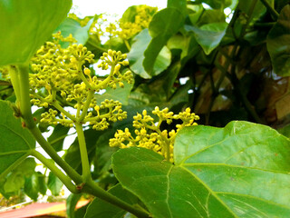 Green flower in the wall 