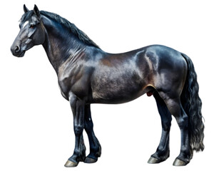 Fototapeta premium Percheron Horse Side View Illustration, Black Color, Isolated on White Background, Perfect for Wildlife and Farm Design Projects 