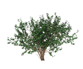 Siepe , barriera di foglie e rami, Albero con e senza foglie arancioni, verdi, gialle, rosse fondo trasparente e isolato