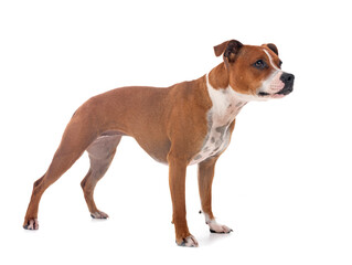 staffordshire bull terrier