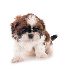 puppy Shih Tzu in studio