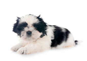 puppy Shih Tzu in studio