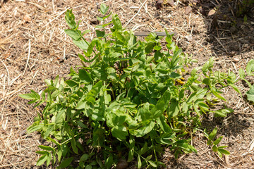 Skirret or Sium Sisarum plant in Zurich in Switzerland