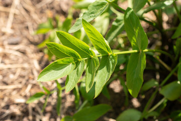 Skirret or Sium Sisarum plant in Zurich in Switzerland