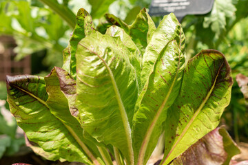 Cichorium Intybus var Foliosum Verona plant in Zurich in Switzerland
