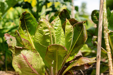 Cichorium Intybus var Foliosum Verona plant in Zurich in Switzerland