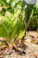 Cichorium Intybus var Foliosum Verona plant in Zurich in Switzerland