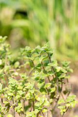 Majorana Syriaca or Origanum Syriacum plant in Zurich in Switzerland