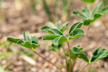 White lupin or Lupinus Albus plant in Zurich in Switzerland