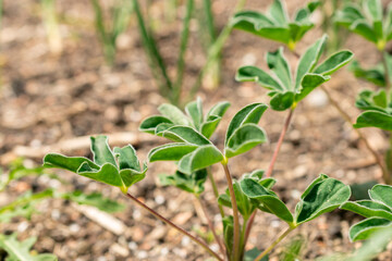White lupin or Lupinus Albus plant in Zurich in Switzerland