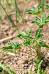 White lupin or Lupinus Albus plant in Zurich in Switzerland